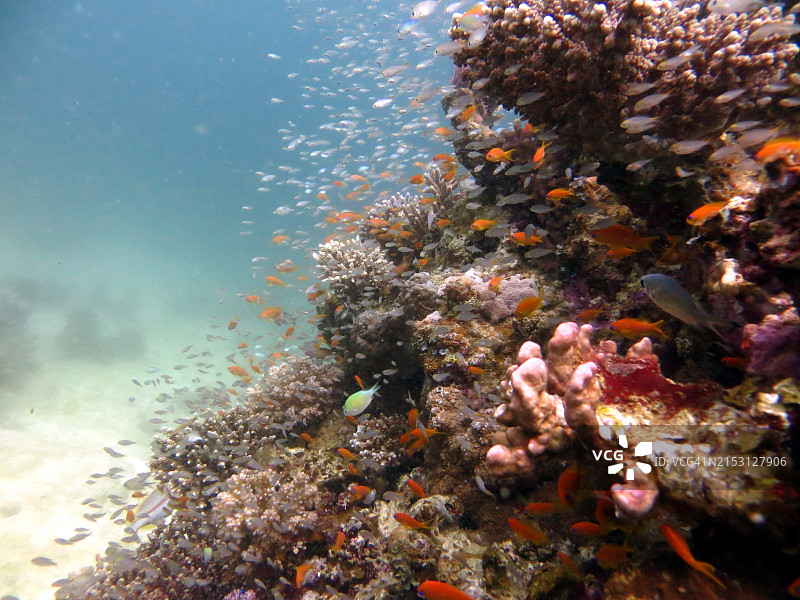 埃及达哈布海中热带鱼的特写图片素材