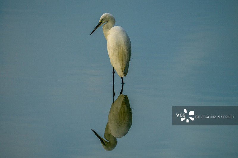 中国湖中游泳的白鹭特写图片素材