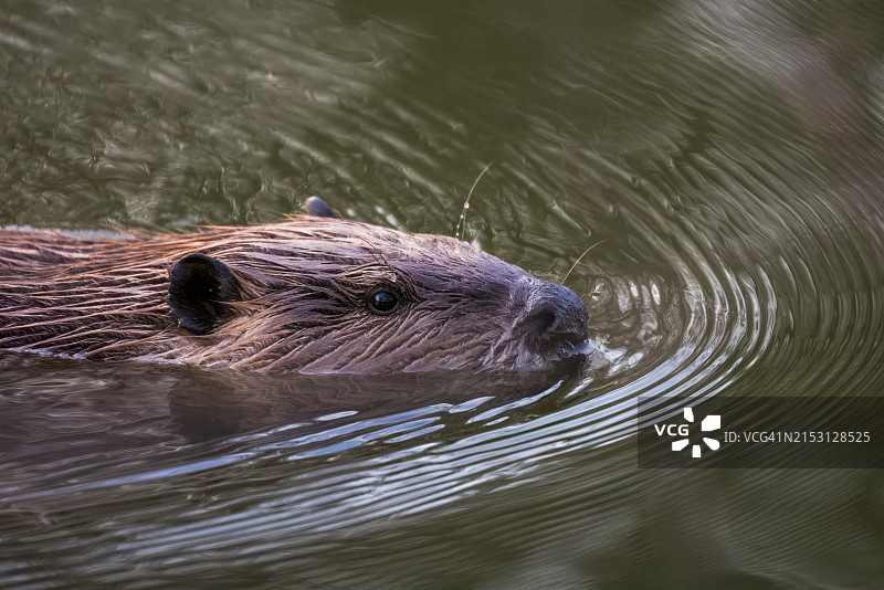 美国俄克拉荷马州塔尔萨市海中海豹的特写图片素材