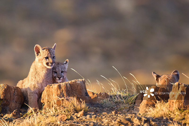 坐在岩石上的鬣狗肖像图片素材
