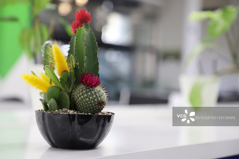 桌上盆栽植物特写图片素材