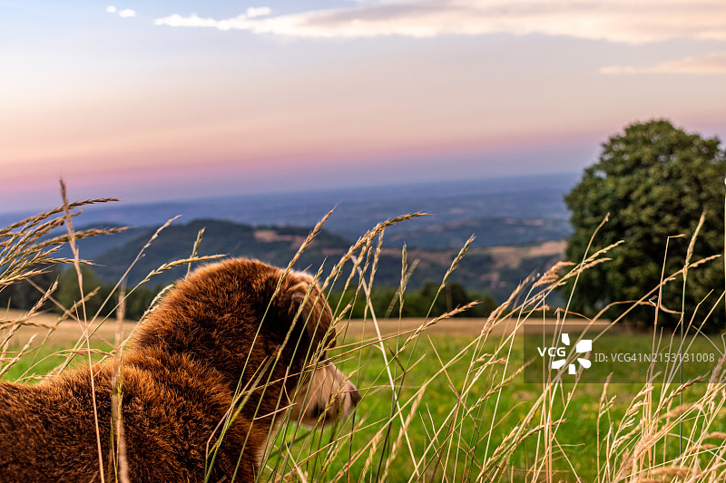 塞尔维亚拉亚茨郊外田野上的狗特写图片素材