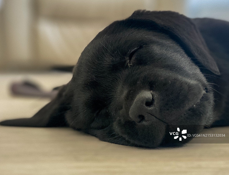 拉布拉多寻回犬睡眠特写图片素材