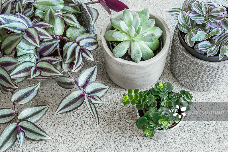 法国盆栽植物特写图片素材