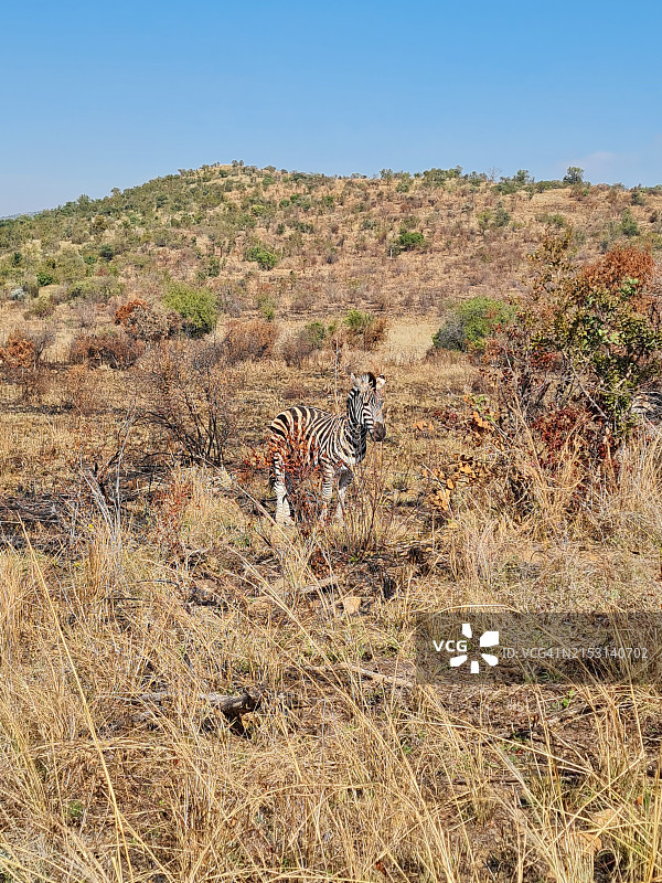 猎豹行走的侧视图图片素材
