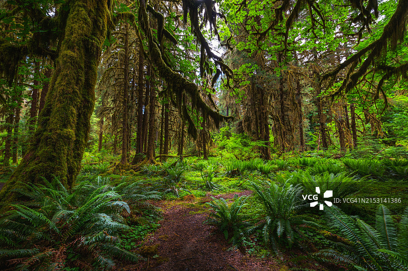 森林中的树木图片素材