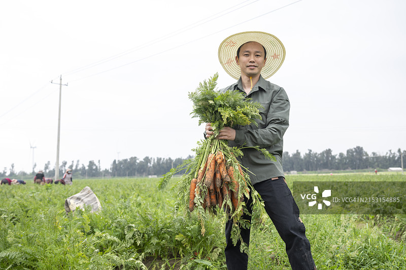 收获胡萝卜的男性农民图片素材