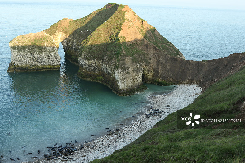 弗兰伯勒角涨潮时在海滩上休息的灰色海豹图片素材