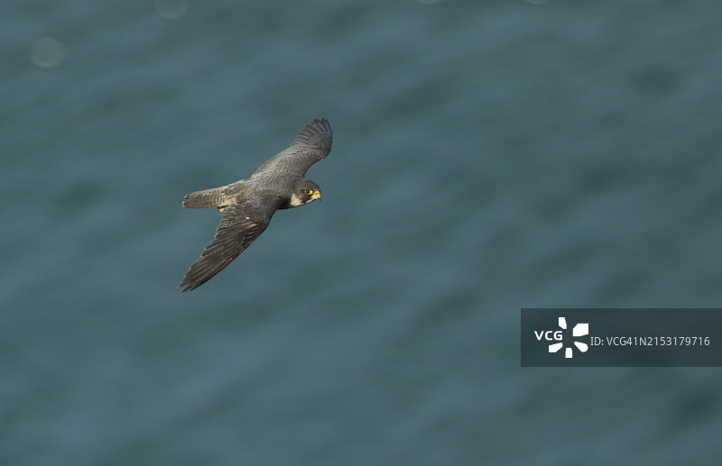 一只游隼飞过海边悬崖上的海鸟繁殖地。图片素材