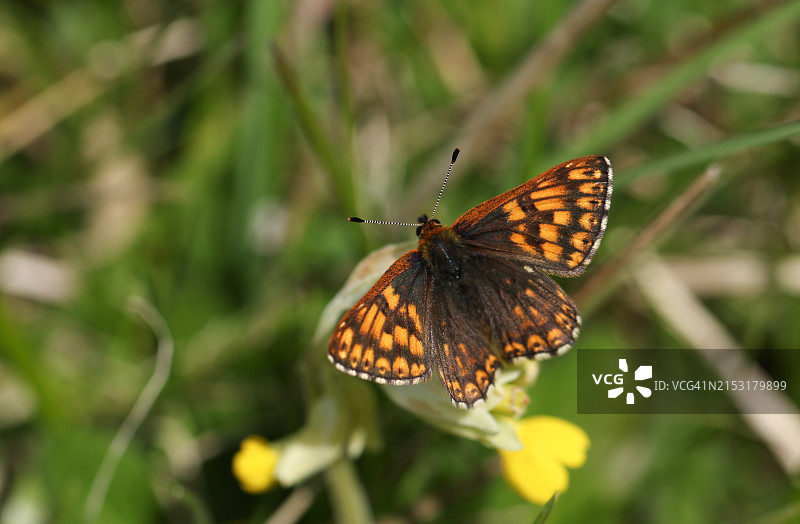 罕见的勃艮第公爵蝴蝶停留在报春花上图片素材