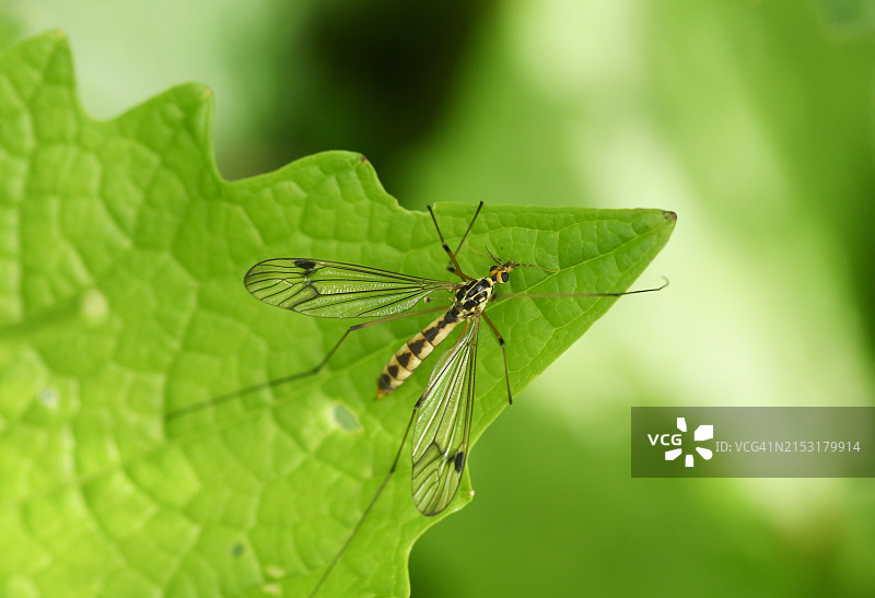 四斑肾纹大蚊栖息在叶子上图片素材