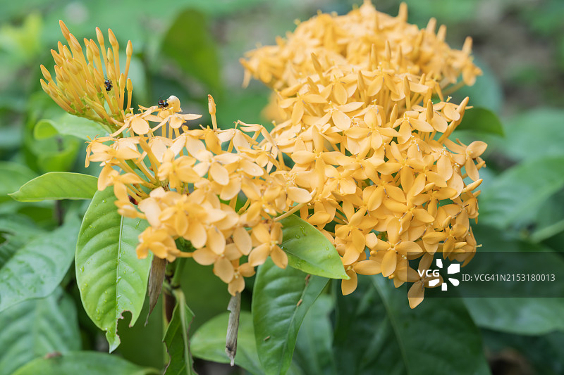 自然背景下的黄色龙船花图片素材