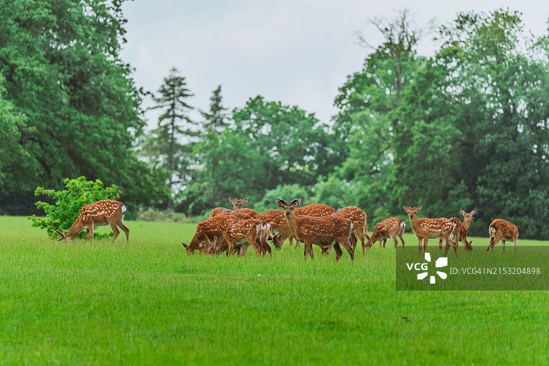 英国沃本修道院鹿苑里的麋鹿图片素材