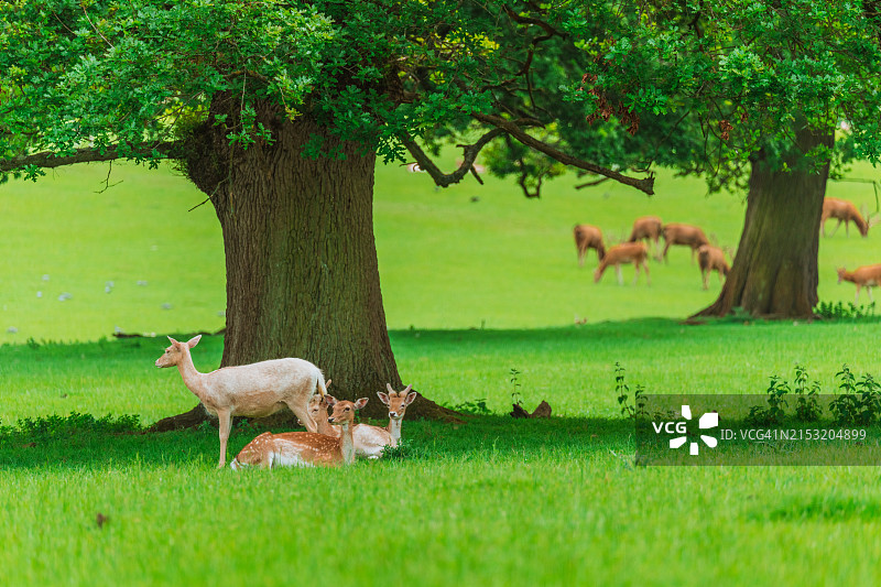 英国沃本修道院鹿苑里的麋鹿图片素材