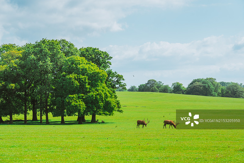 英国沃本修道院鹿苑里的麋鹿图片素材
