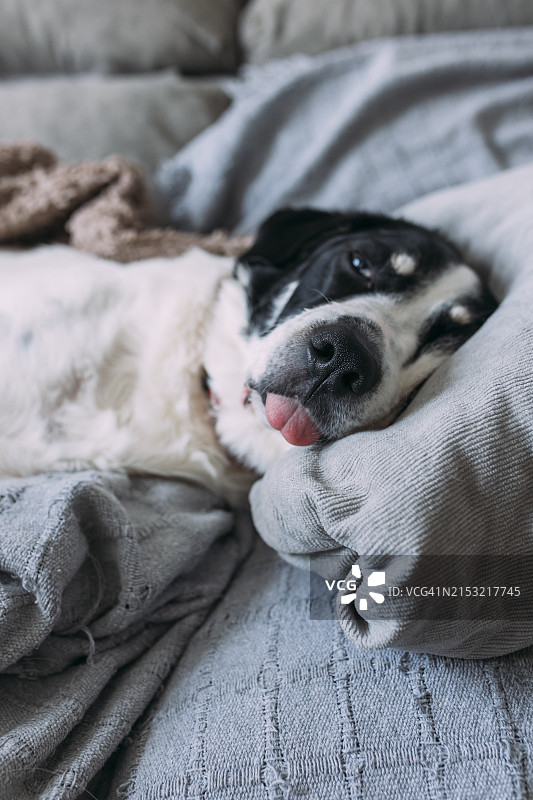 吐舌头在沙发上睡觉的可爱小狗图片素材