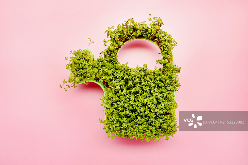 粉色背景上花洒形状的水芹俯视照片图片素材