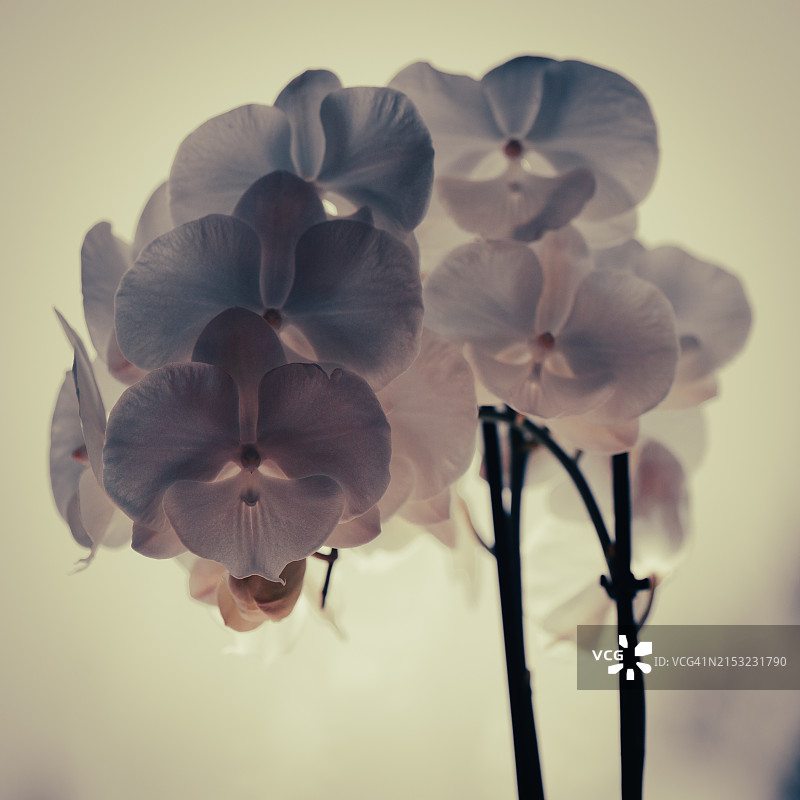 白色蝴蝶兰图片素材