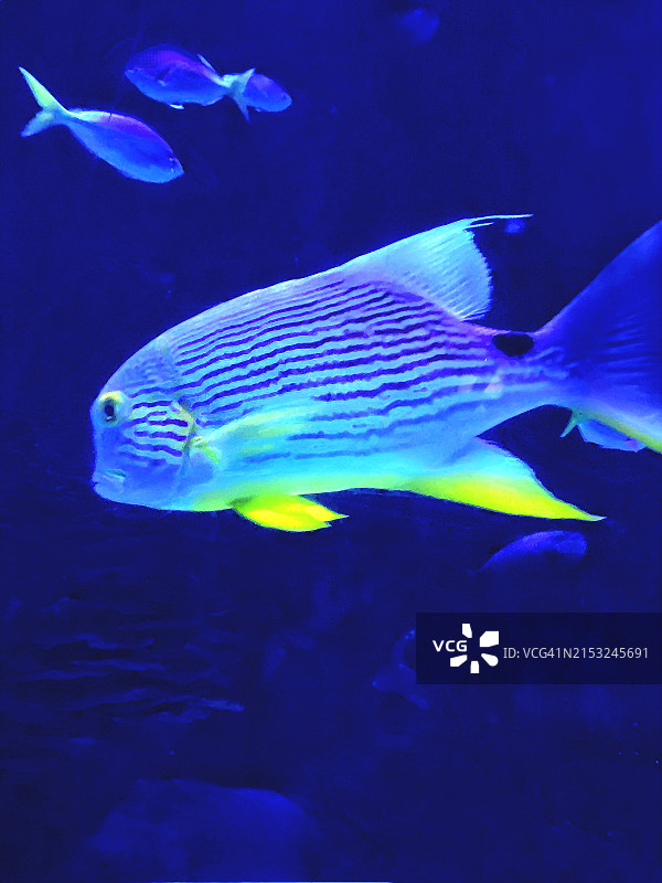 有鱼的水族箱图片素材