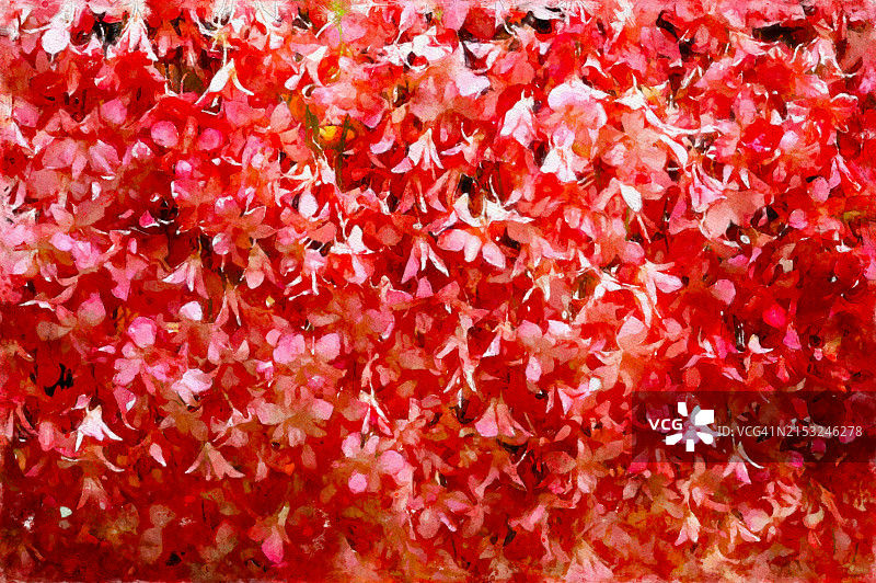 新鲜红色兰花全画幅特写图片素材