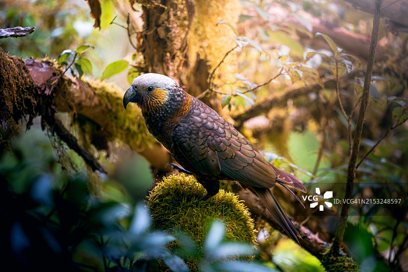 在新西兰森林中发现的卡卡鹦鹉图片素材