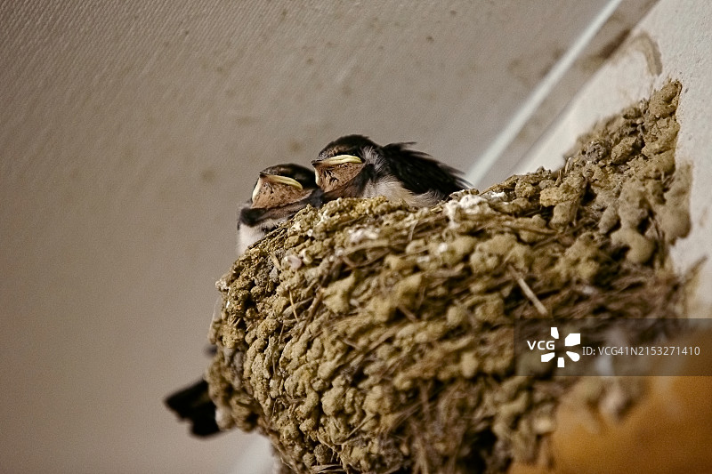 小燕子图片素材