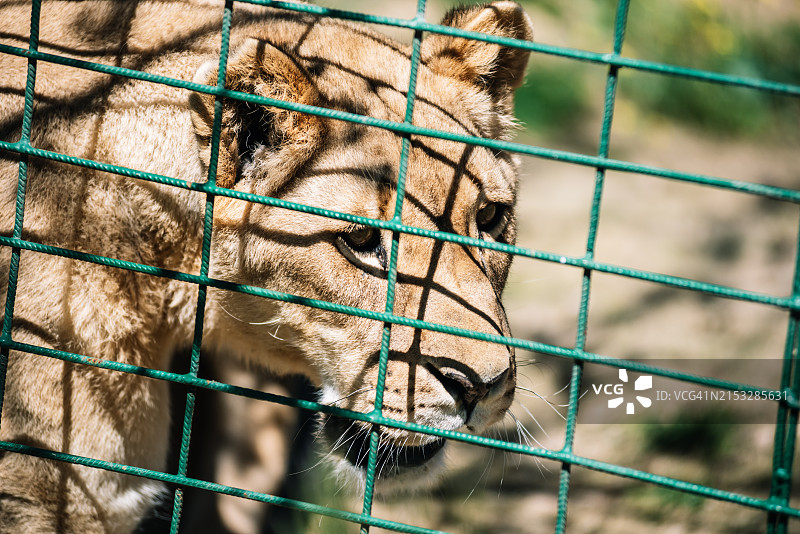 笼子里的母狮肖像图片素材