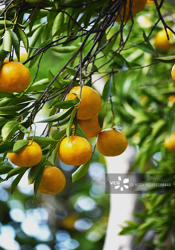 橙树图片素材
