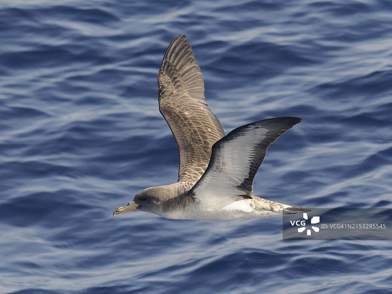 一只科里氏海鸥滑过平静的大西洋图片素材