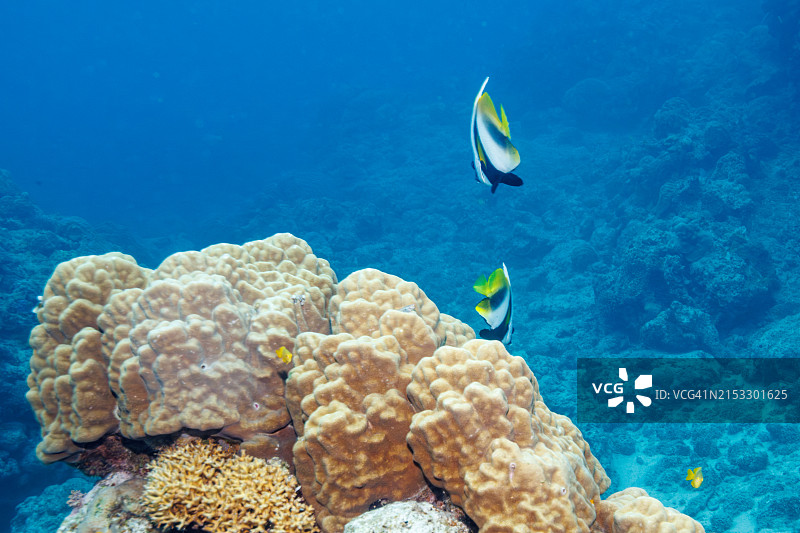 美丽的长鳍燕鱼和珊瑚礁图片素材