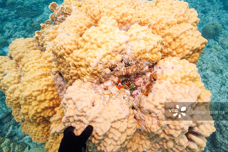 可爱的番茄小丑鱼家庭守护海葵和鱼卵图片素材