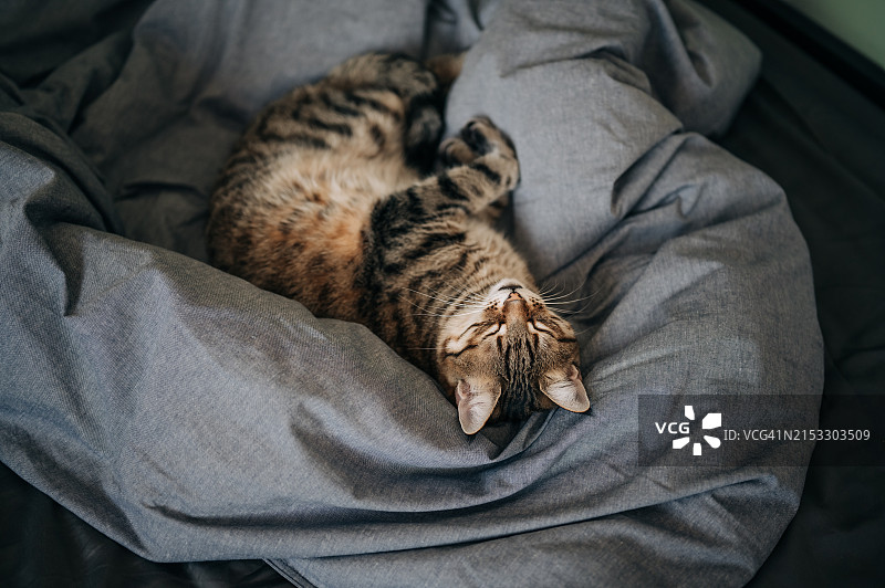 红色的猫躺在灰色毯子上，沐浴在阳光下图片素材