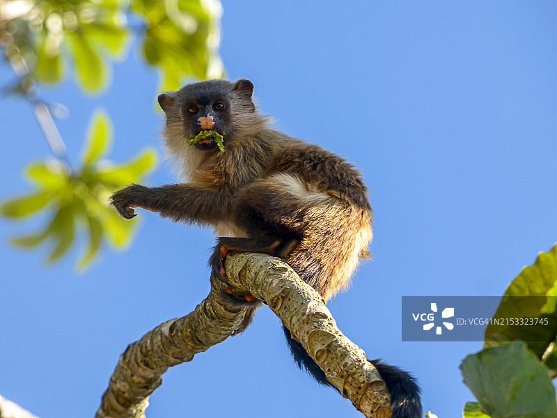 黑尾狨猴食用构树果实图片素材