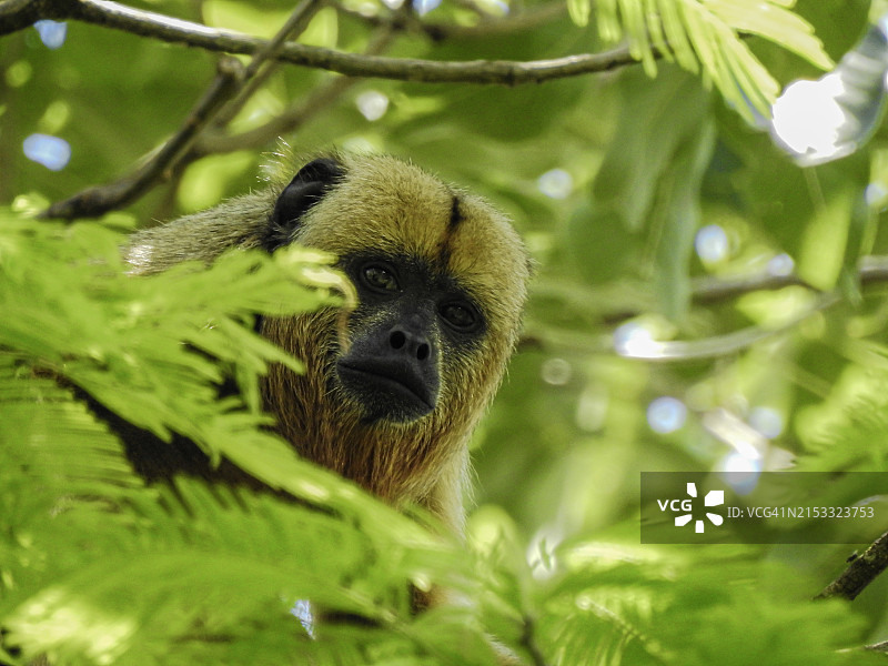 黑吼猴图片素材