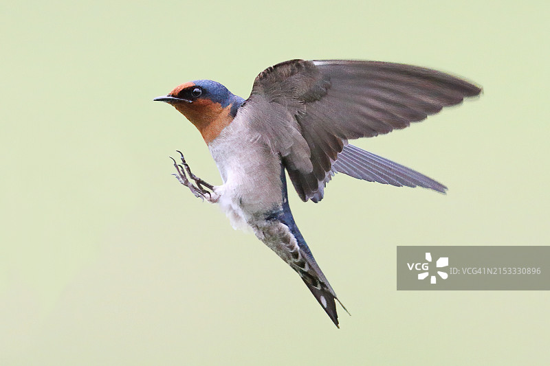 太平洋燕子图片素材