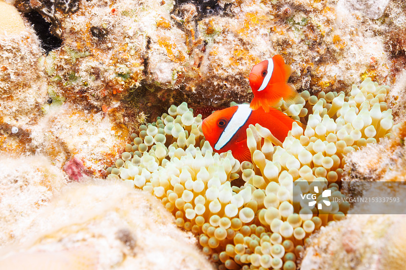 可爱的番茄小丑鱼家庭守护海葵和鱼卵图片素材