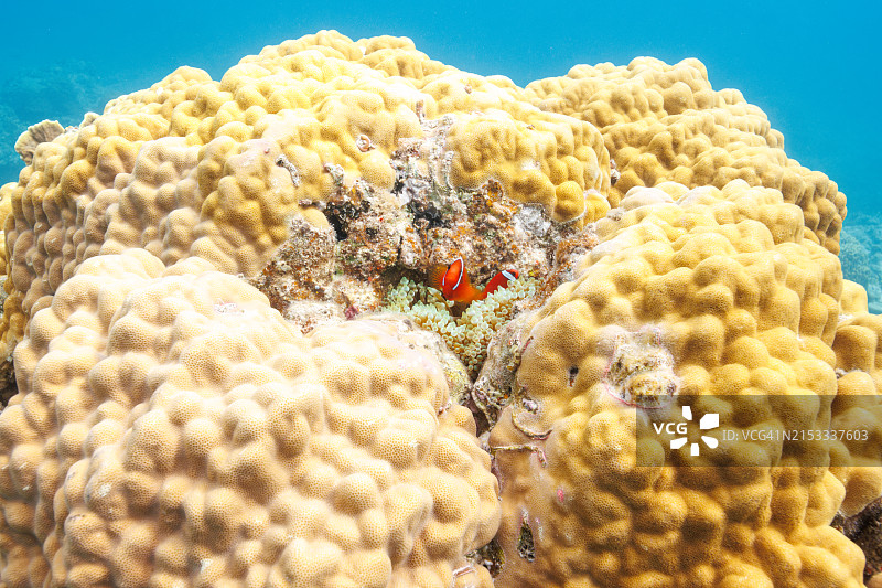 可爱的番茄小丑鱼家庭守护海葵和鱼卵图片素材