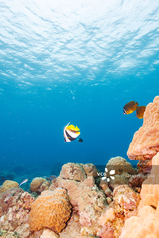 美丽的长鳍燕鱼和珊瑚礁图片素材