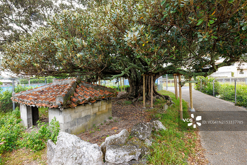 座间味村文化遗产古树图片素材