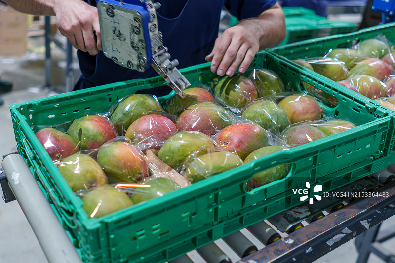 操作员在水果包装厂给芒果贴标签图片素材