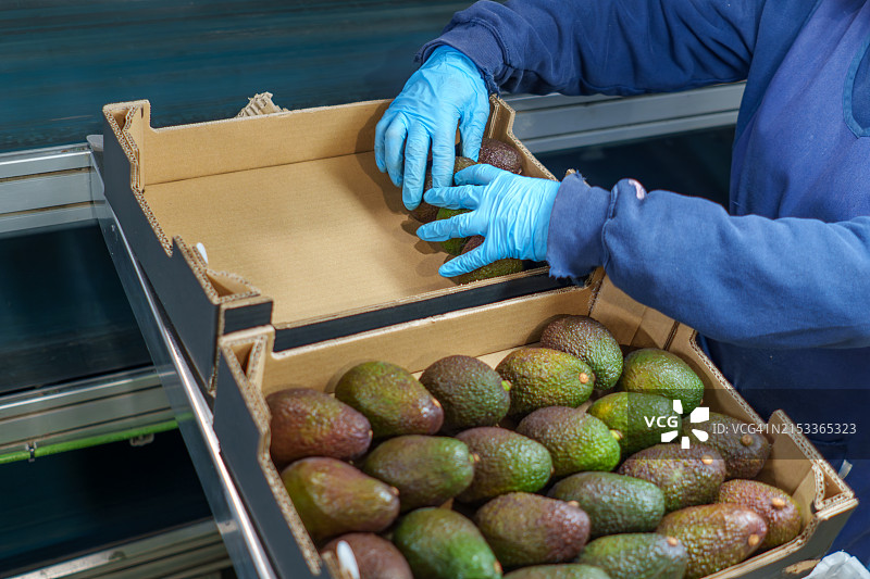 操作员在水果包装厂用鳄梨填充盒子图片素材