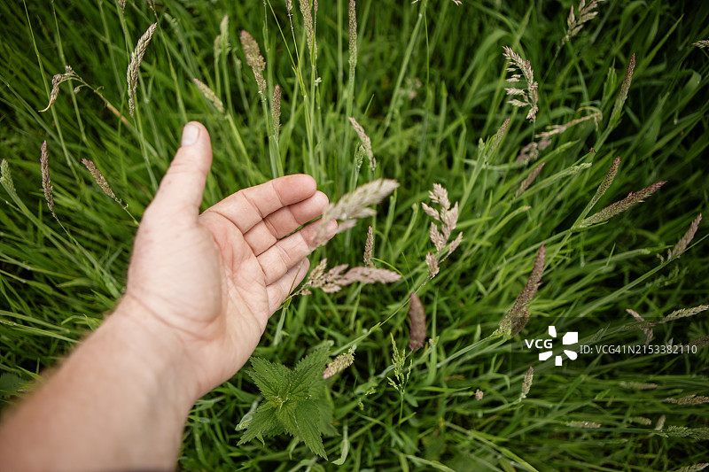 在荷兰乡村森林植物中检查污染物水平的手部特写图片素材