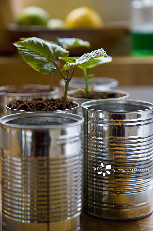 装有豆苗的可回收马口铁罐图片素材