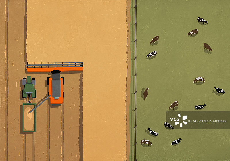 围栏上方航拍：奶牛吃草，联合收割机收割小麦图片素材