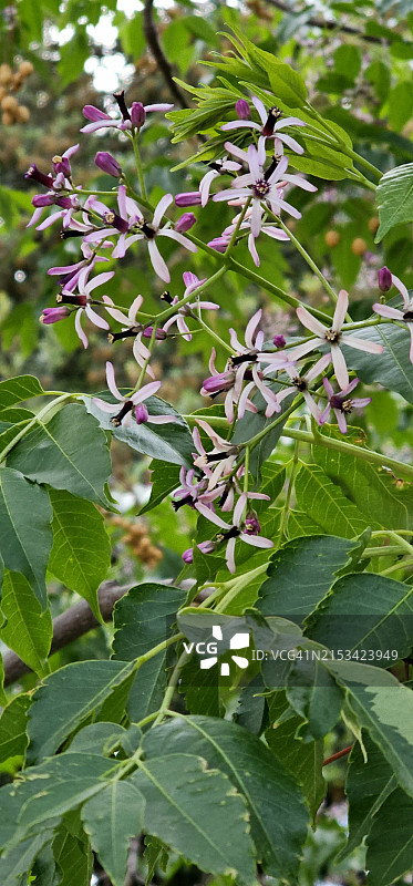 波斯紫丁香图片素材