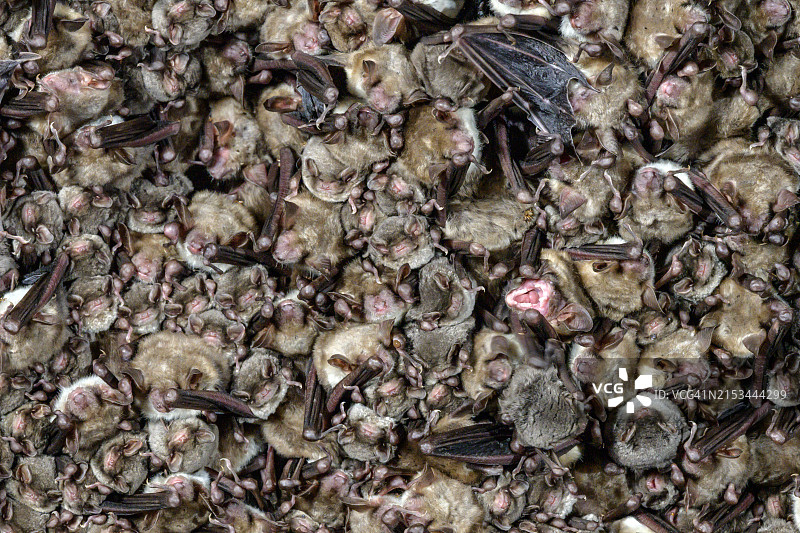 蝙蝠群图片素材