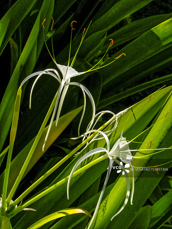 百合花：夏威夷凯卢阿-科纳，美国图片素材