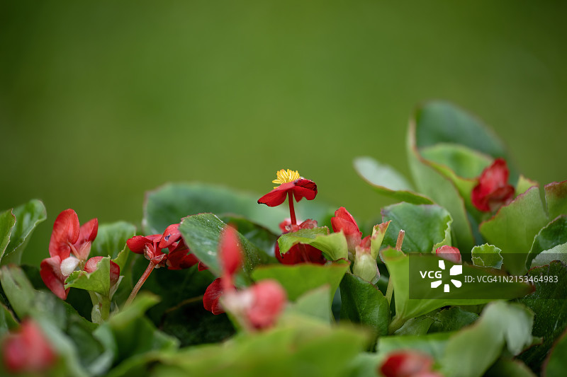 嫩 Begonia 花图片素材