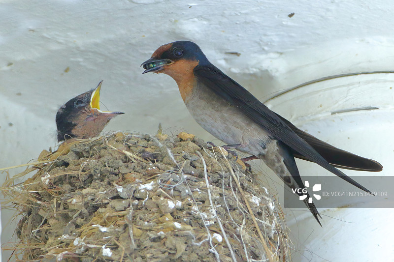 太平洋燕子全家福图片素材