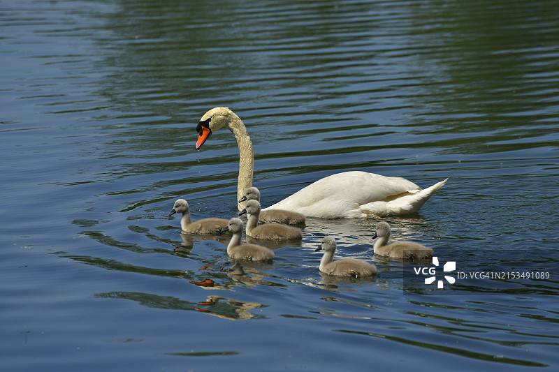 春天，自然保护区陶伯吉森，卡佩尔，鲁斯特，巴登-符腾堡，德国，欧洲的疣鼻天鹅与小天鹅图片素材